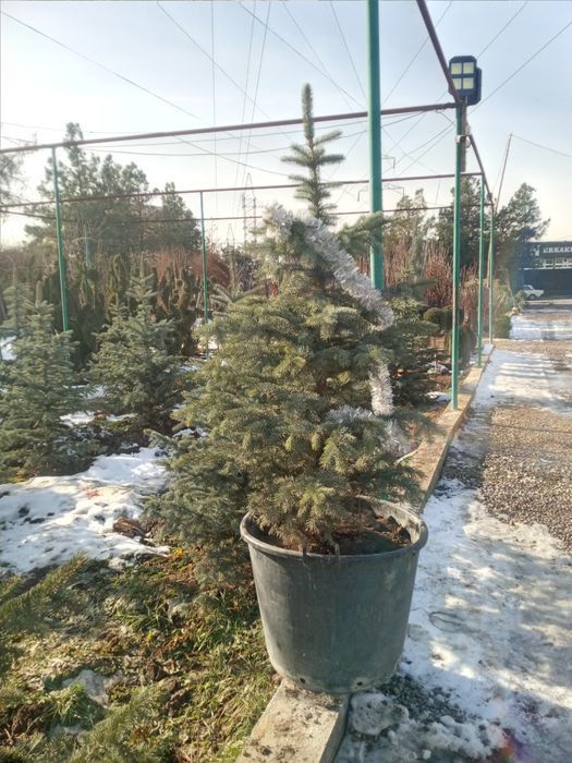 Har xil turdagi  gullar va archalar sotiladi