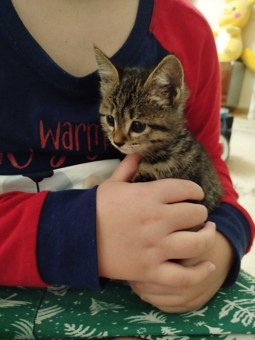 Отдам котенка в хорошие руки