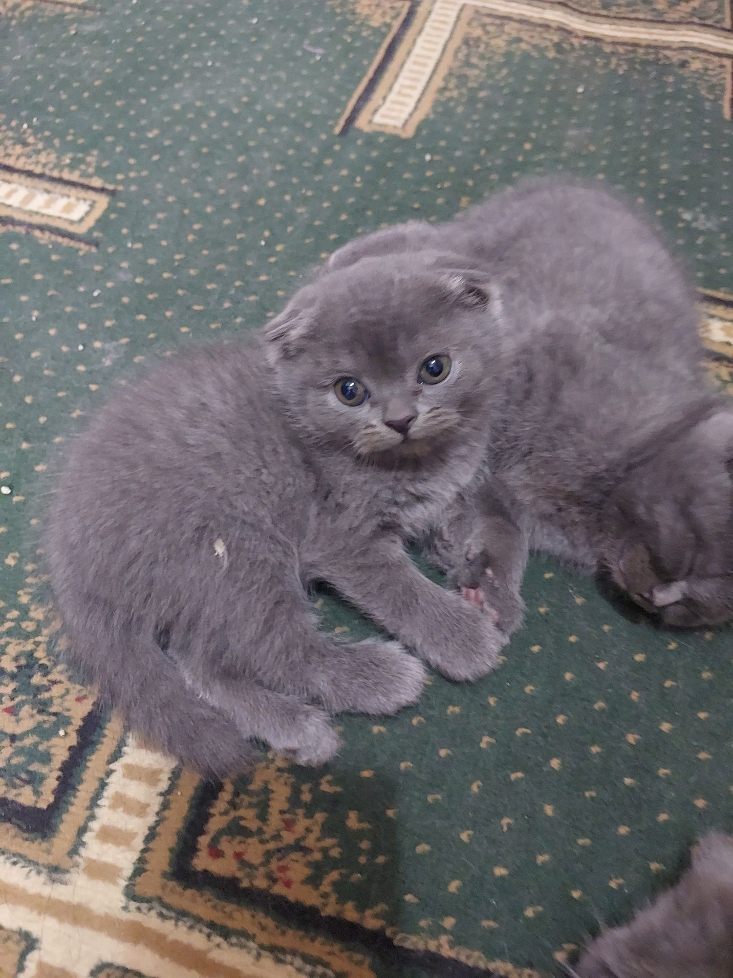 Toza mushuk zotli