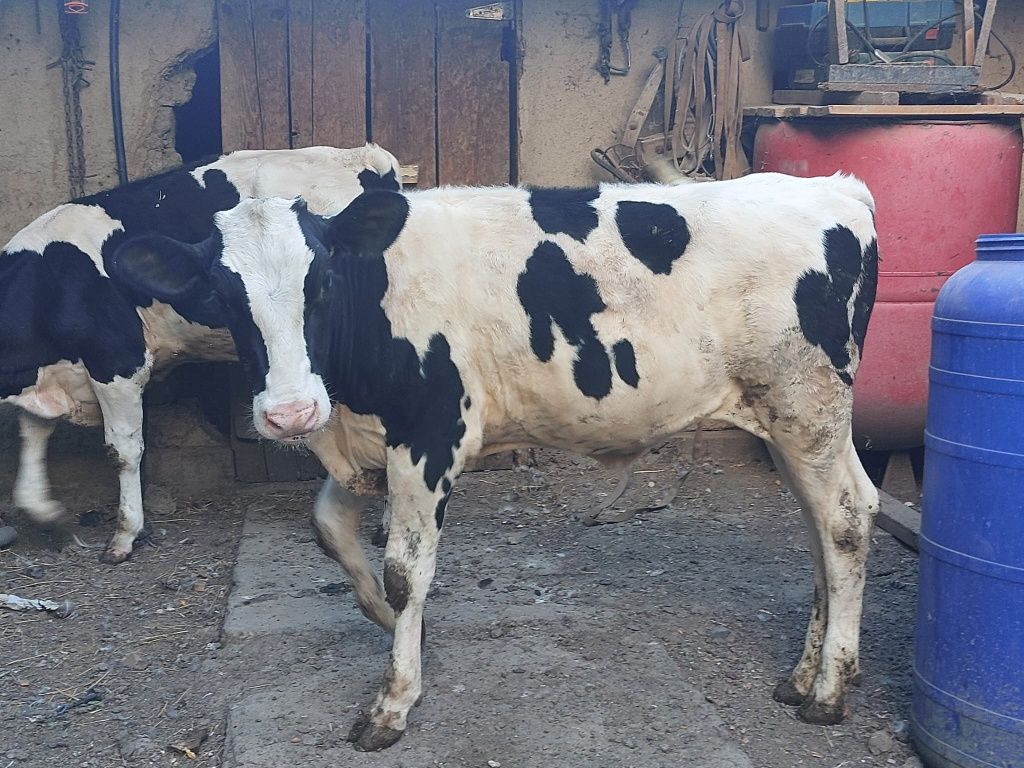 Vitele rasa Holstein,6 luni
