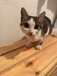 Котенок бесплатно в добрые руки