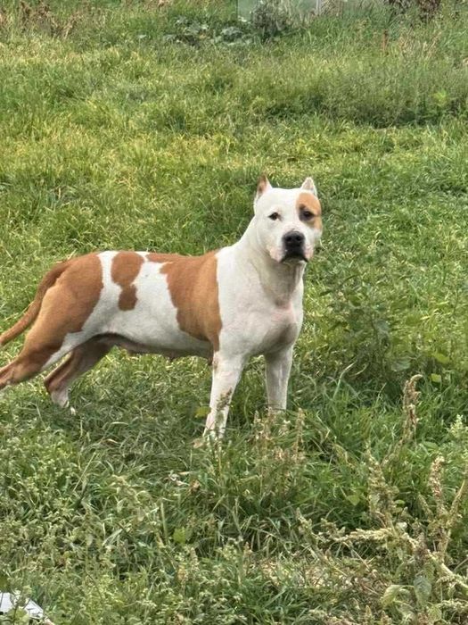 Femela Amstaff pedigree