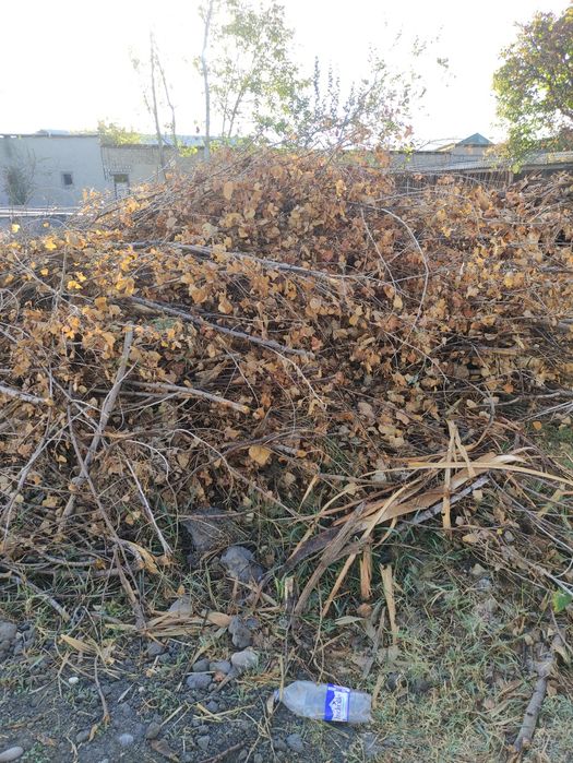 Terak  shoxlar va òtinlar