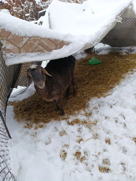 Продаю баранов девочка и мальчик