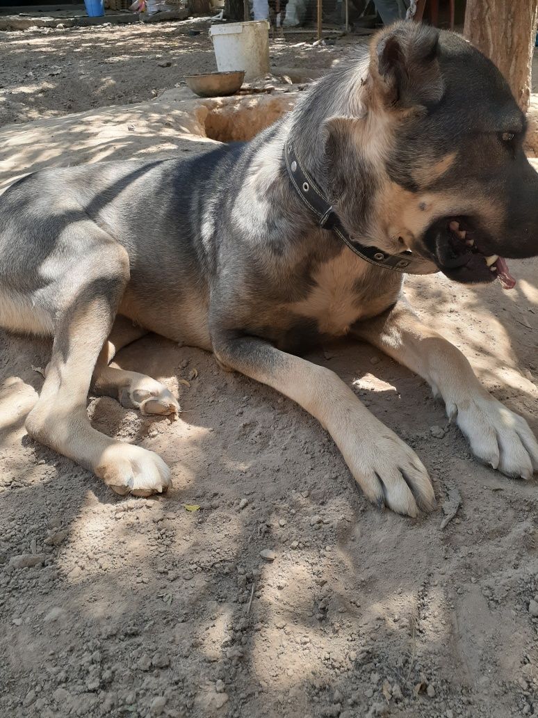 Kangal zotli kuchuk,urgochi,deyarli 1 yosh