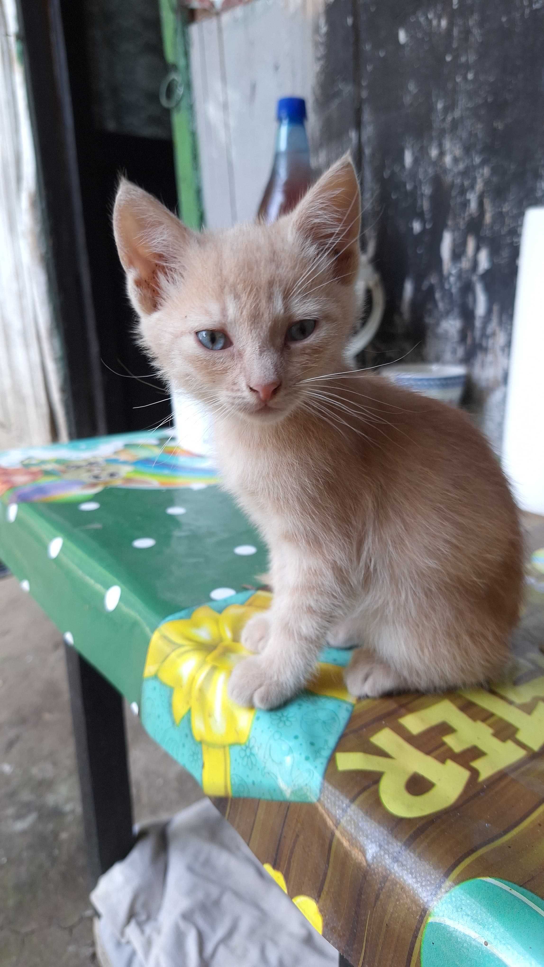 dau spre adoptie 5 pisicute