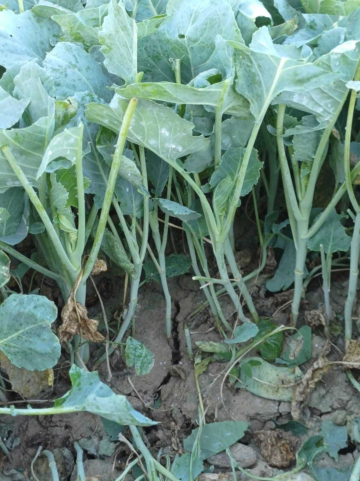 Răsad de vânzare !