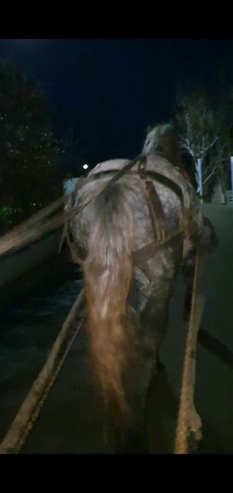 Vând  schimb harmasar de 4 ani