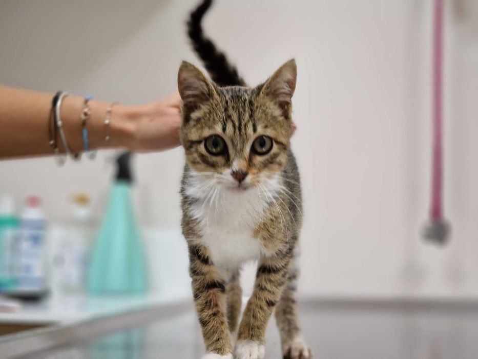 Търся дом за това прекрасно коте