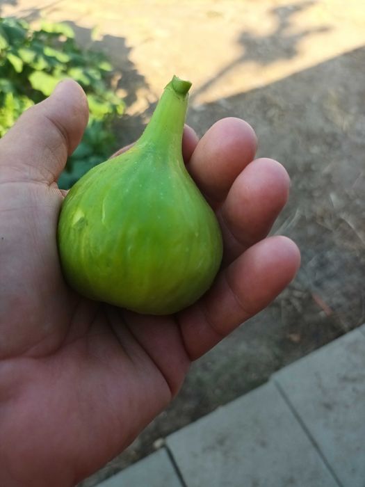 Stoloni capsuni remontanti, zmeura remontanta, smochin de la 0,60 lei.