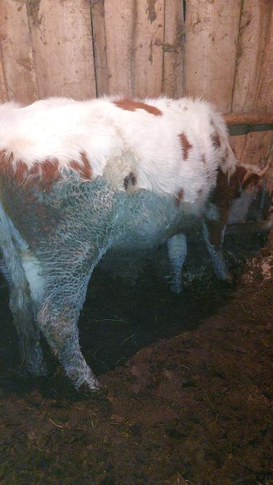 Продам тёлок  1,5-годовалых! 2-головы !