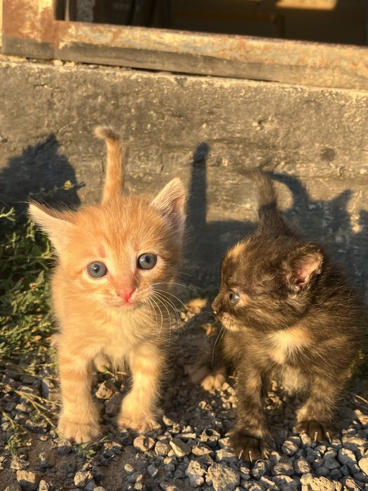 Отдам даром котят в добрые руки.