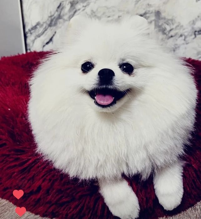 Продам срочно шпица