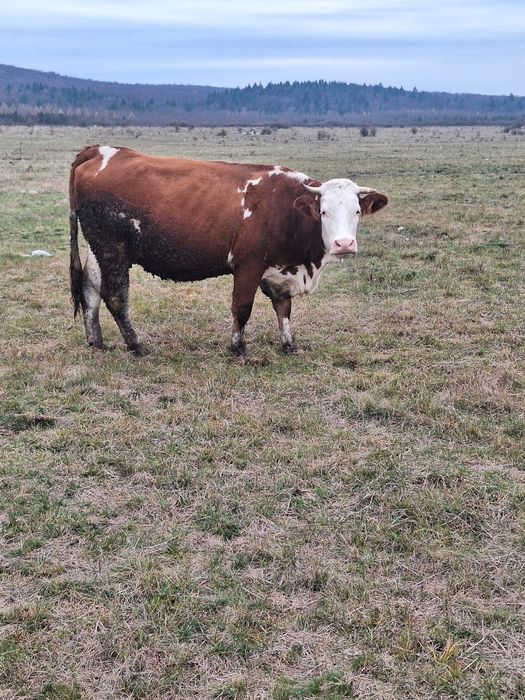 Vand vaca/vaci Baltata romaneasca gestanta cu acte in regula