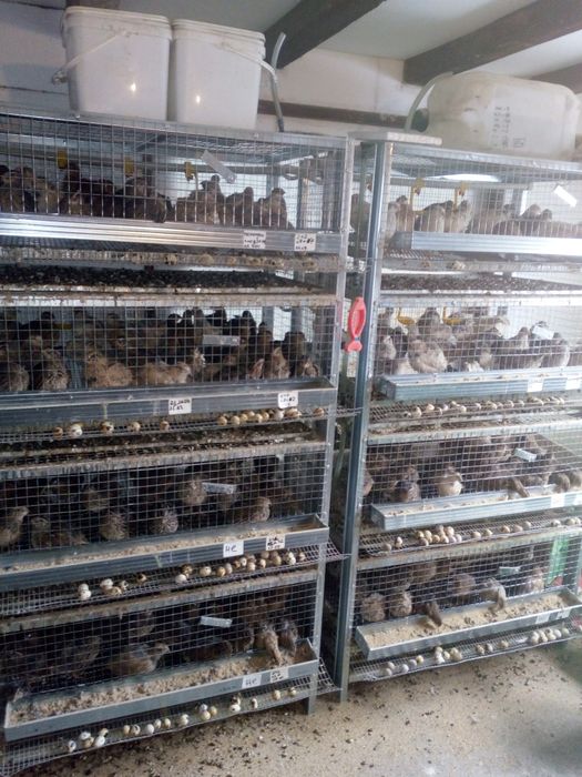 Пъдпъдъци и яйца от пъдпъдъци.