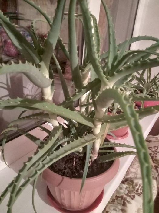 Продам лечебный алое