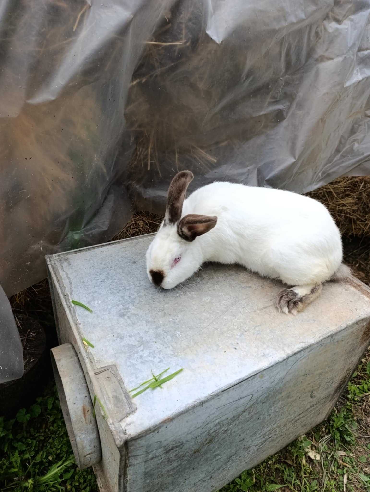 Продавам зайци за разплод