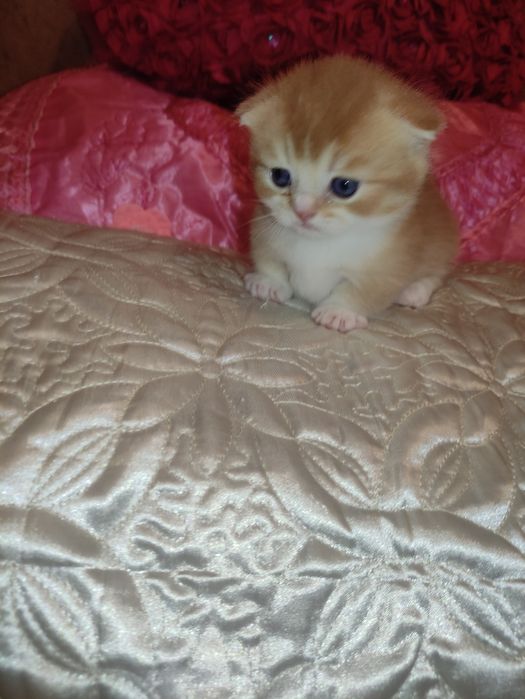 Готовится и бронируются котёнок Манчкин,золотой