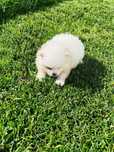 Pomeranian 2 luni