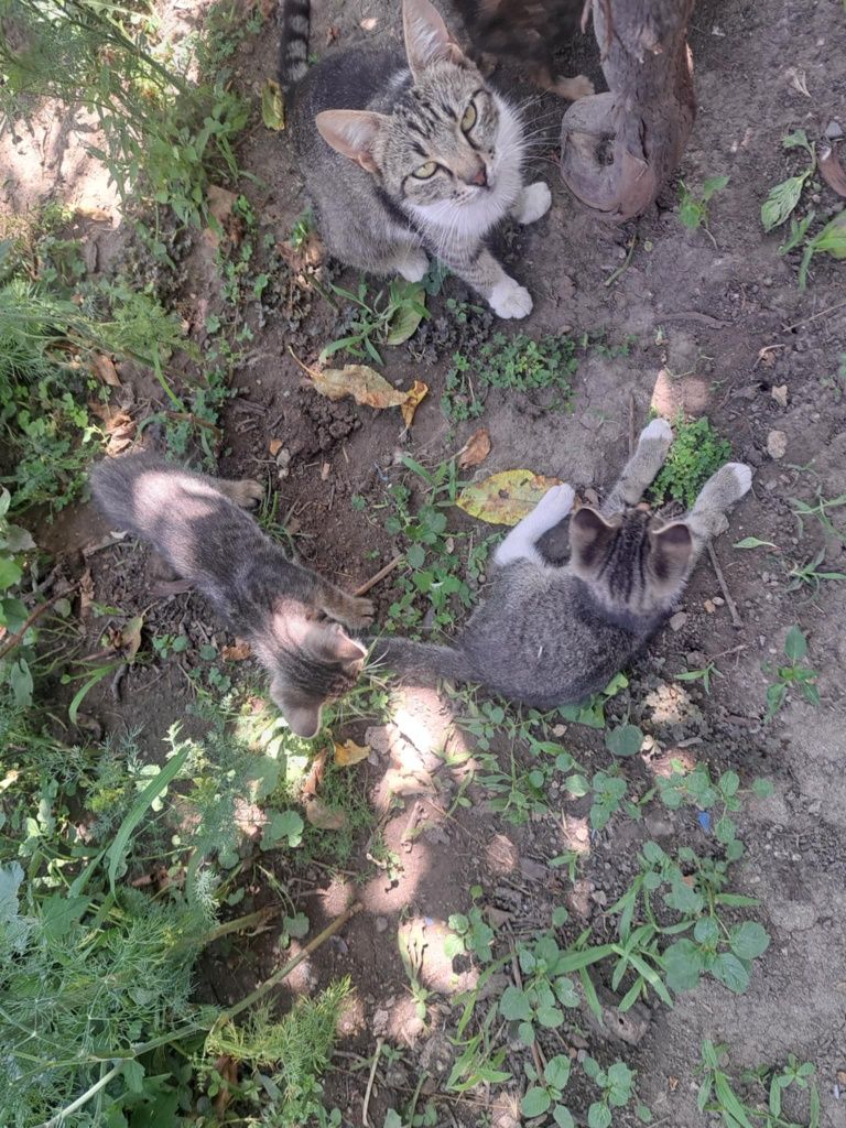 Подарявам котенца