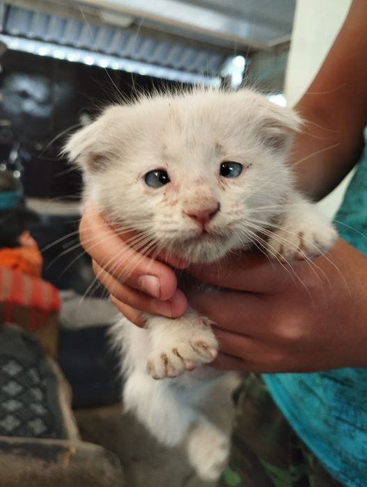 Котята от вислоушки