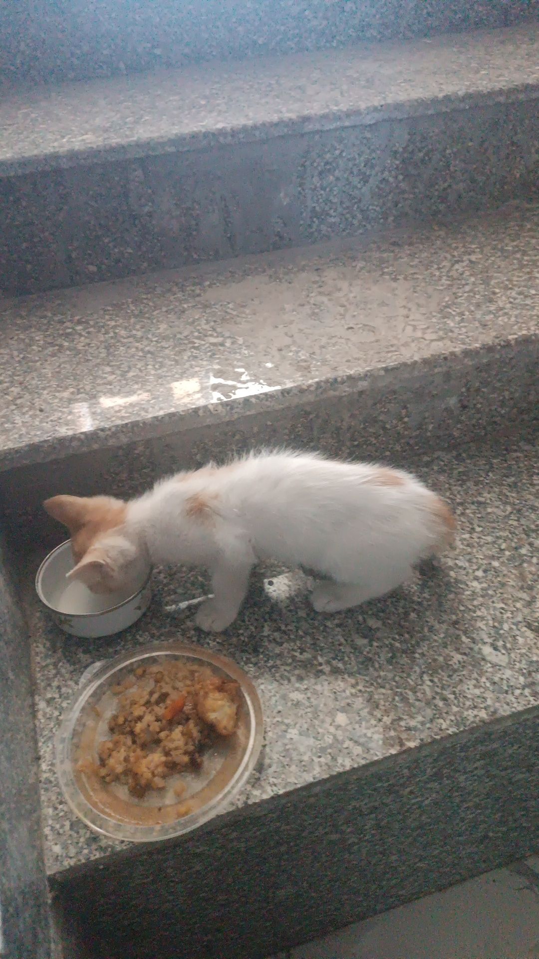 Отдаю котенка в добрые руки