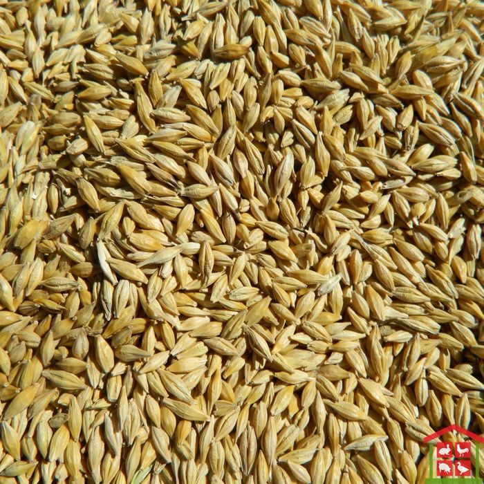 Продам ячмень 20 тон