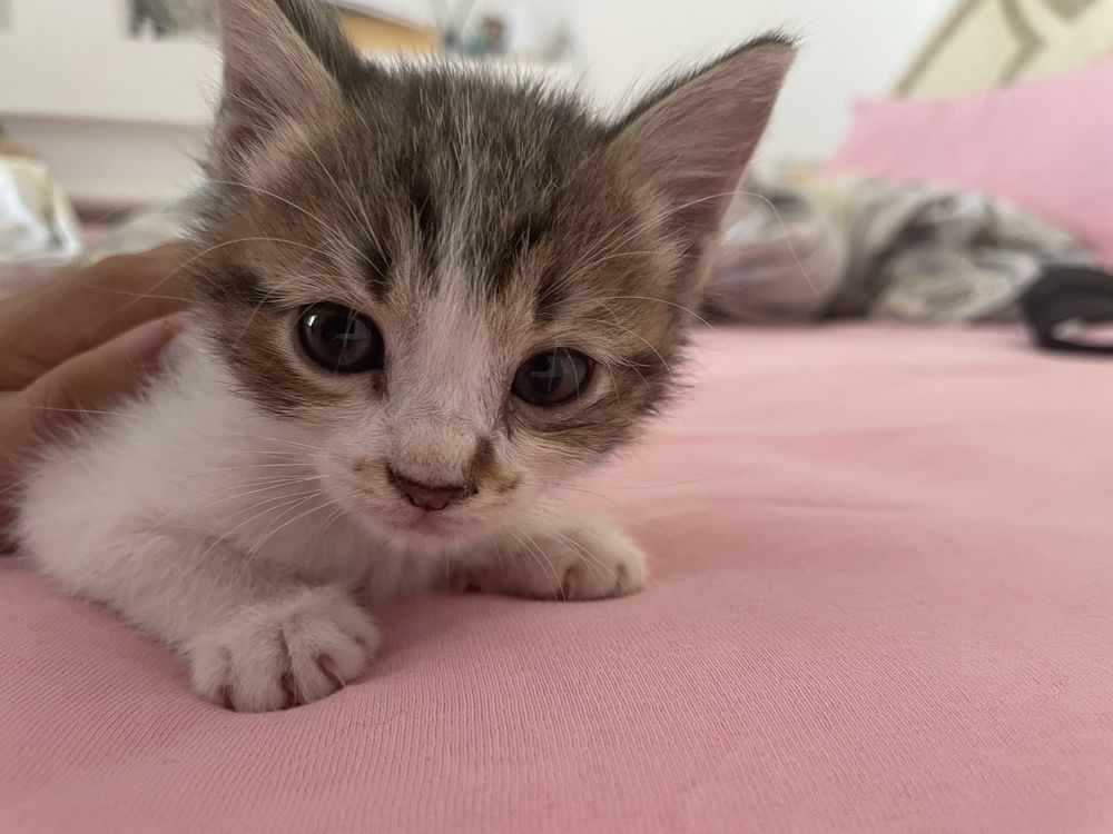 Отдам котят даром