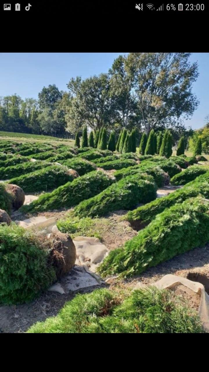 Vand tuia de tot felu se ofera livrare si plantare la cerere