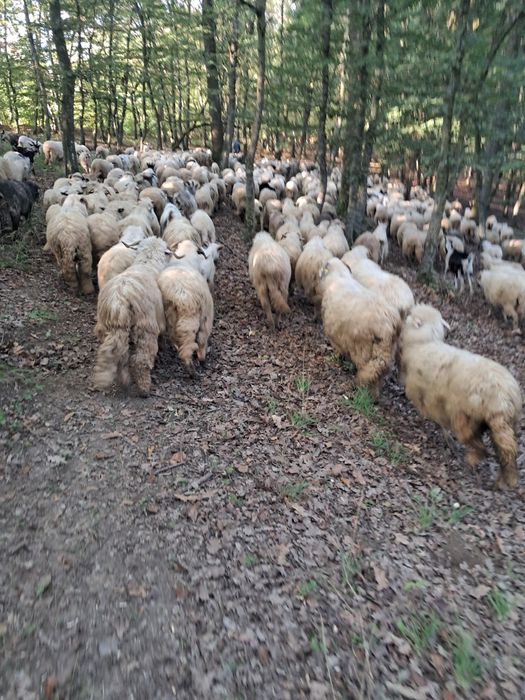 Oi de vânzare 100 buc