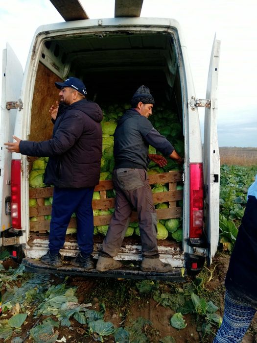 Varza de buzau de vanzare cantitate mare