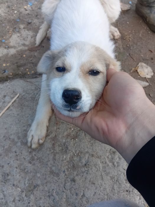 Отдам собаку в добрые руки .Ждёт доброго хозяина