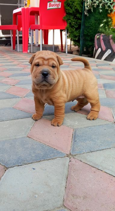 Cațeluș din rasa Shar Pei