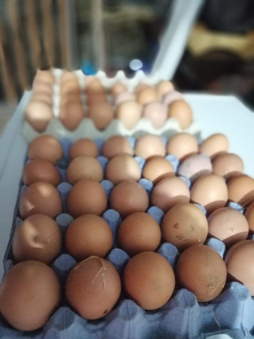 Ouă de la găini hrănite cu cereale