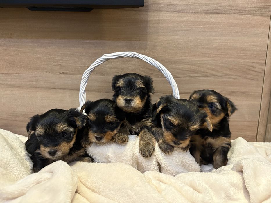 Сладки йоркита снимани с мама и тати