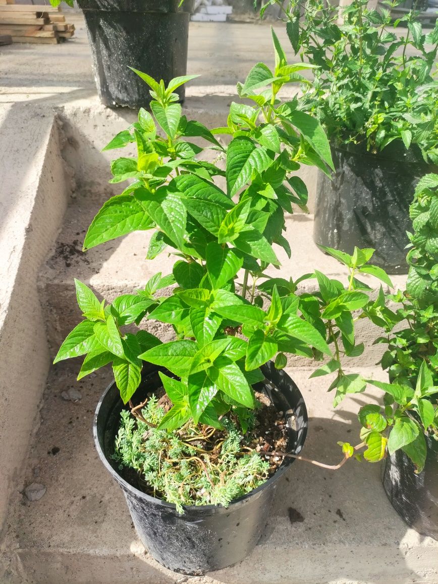 Мята, очень вкусная, так же есть в горшке несколько видов мят