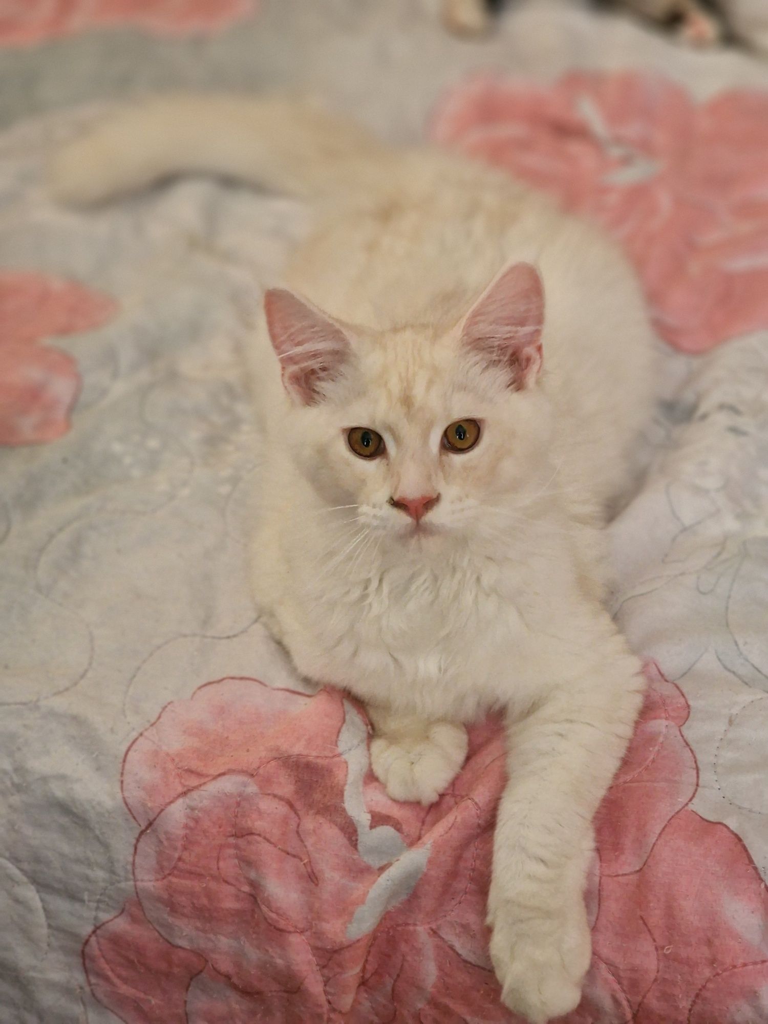 Котенца Мейн Куун