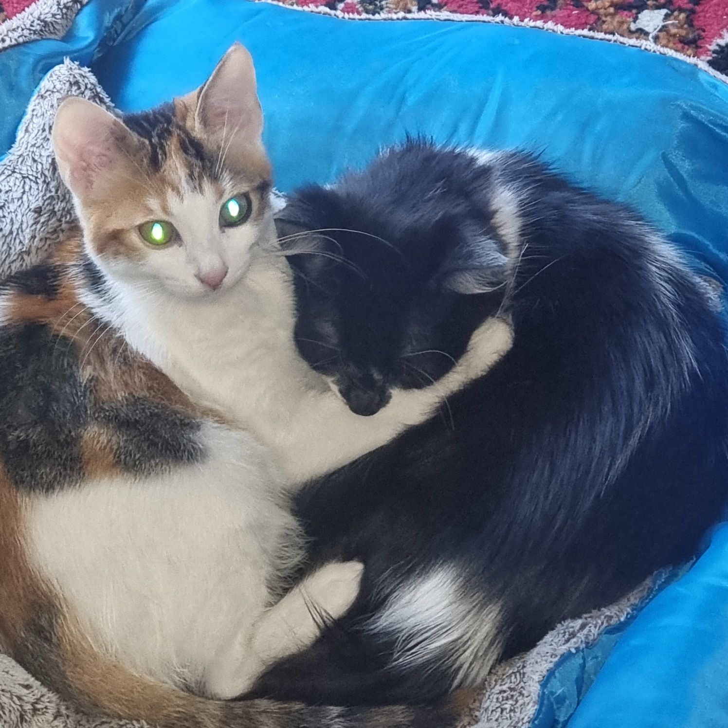 СРОЧНО!!! Котка търси дом!!