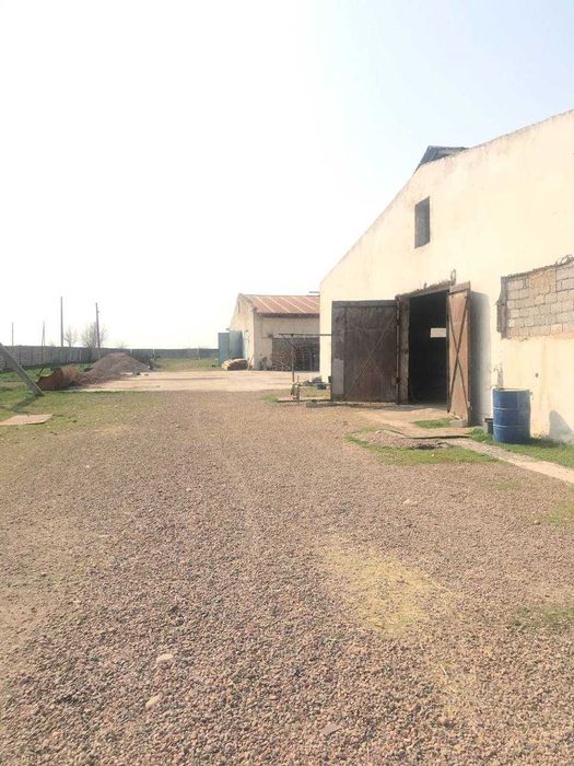 Продажа Ферма Нурафшон Тойтепа