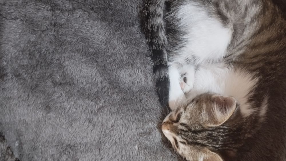 Отдам даром кошечку в добрые руки