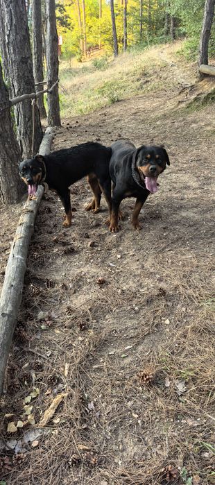 Продавам ротвайлери