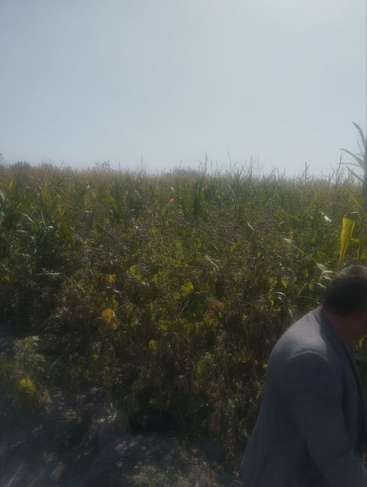 Selos silos sotiladi