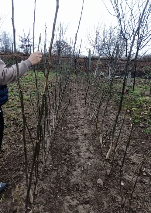 Puieți de Nuc între 150-180cm