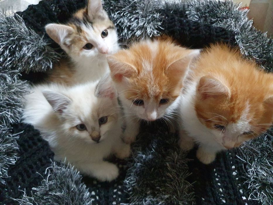 Отдам в хорошие руки!