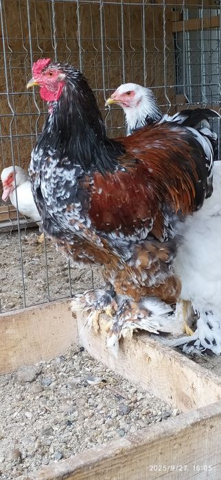 Vând cocoș Brahma Portelan