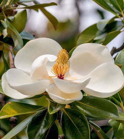 Magnolia Grandiflora (Veșnic Verde )