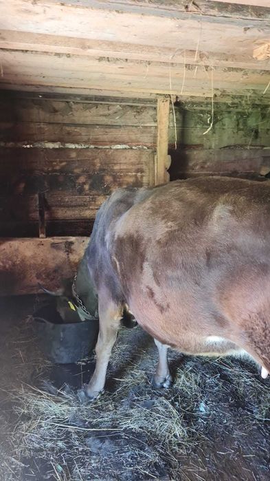 de vanzare vaca gestanta cu al treilea vitel luna asta trebuie sa fete