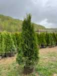 Tuia smarald Leylandii chipaross