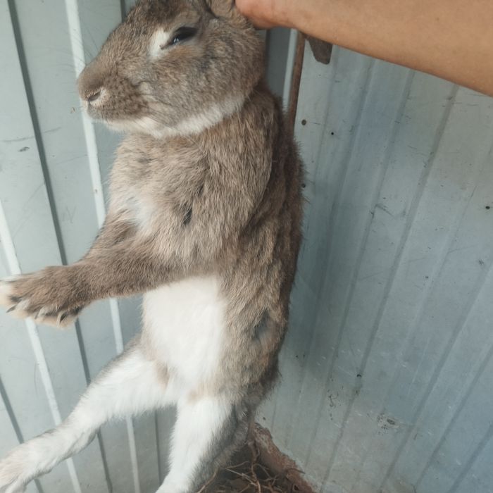 Кояан сатылады великан