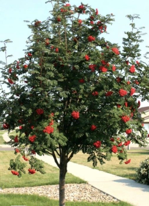 Продам саженцы  хвойные и лиственных пород